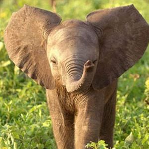 Meet your Posher, Ella